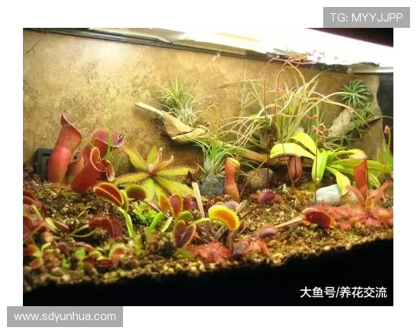 捕获你的心：那些关于“捕蝇草”的秘密浪漫